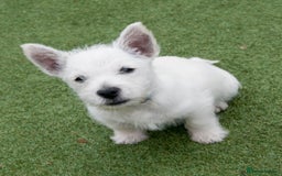 West Highland Terrier dogs for sale: HEALTH CHECKED PUPPIES  - Image 1