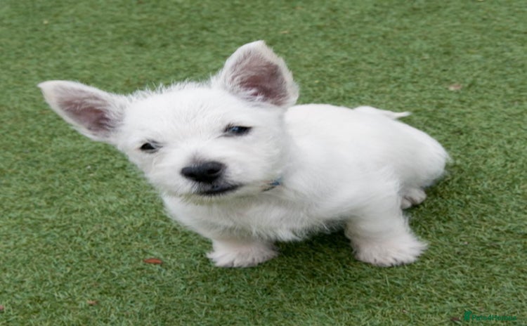 West Highland Terrier dogs - Advert 4