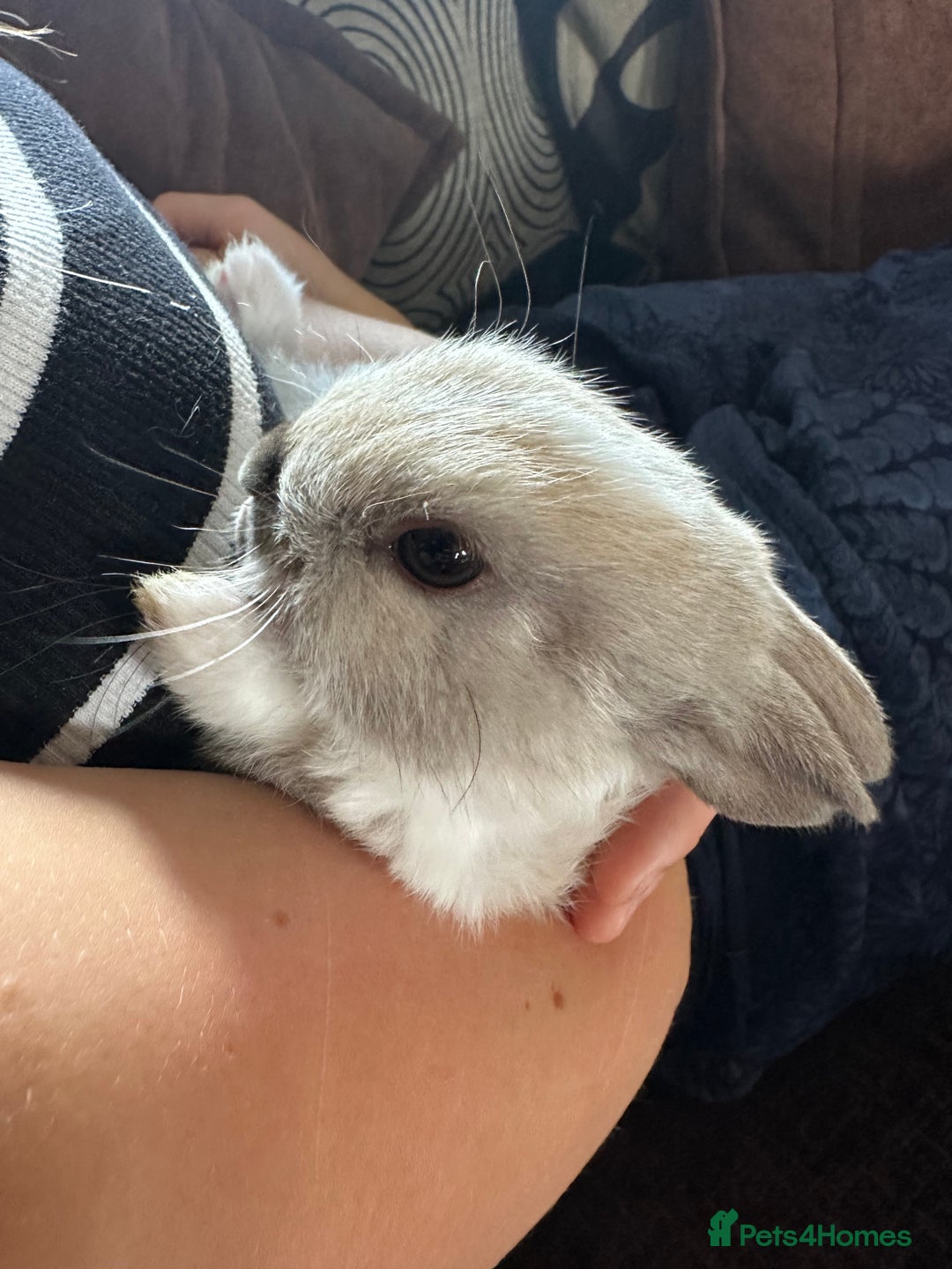 Netherland Dwarf rabbits for sale: SHOW QUALITY PURE BRED NETHERLAND DWARF - Image 10