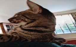 Savannah cats for sale: Large TICA Registered Spotted Savannah Boy Kitten  - Image 4