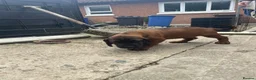 Bavarian Mountain Hound dogs for sale: Bavarian mountain scent hound male puppy’s  - Advert 7