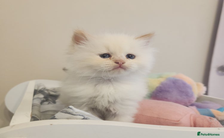 Persian cats - Advert 1