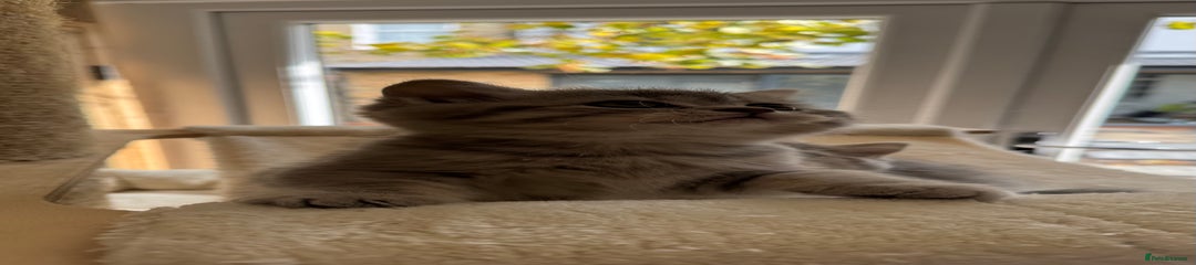 Scottish Fold Kitten 4