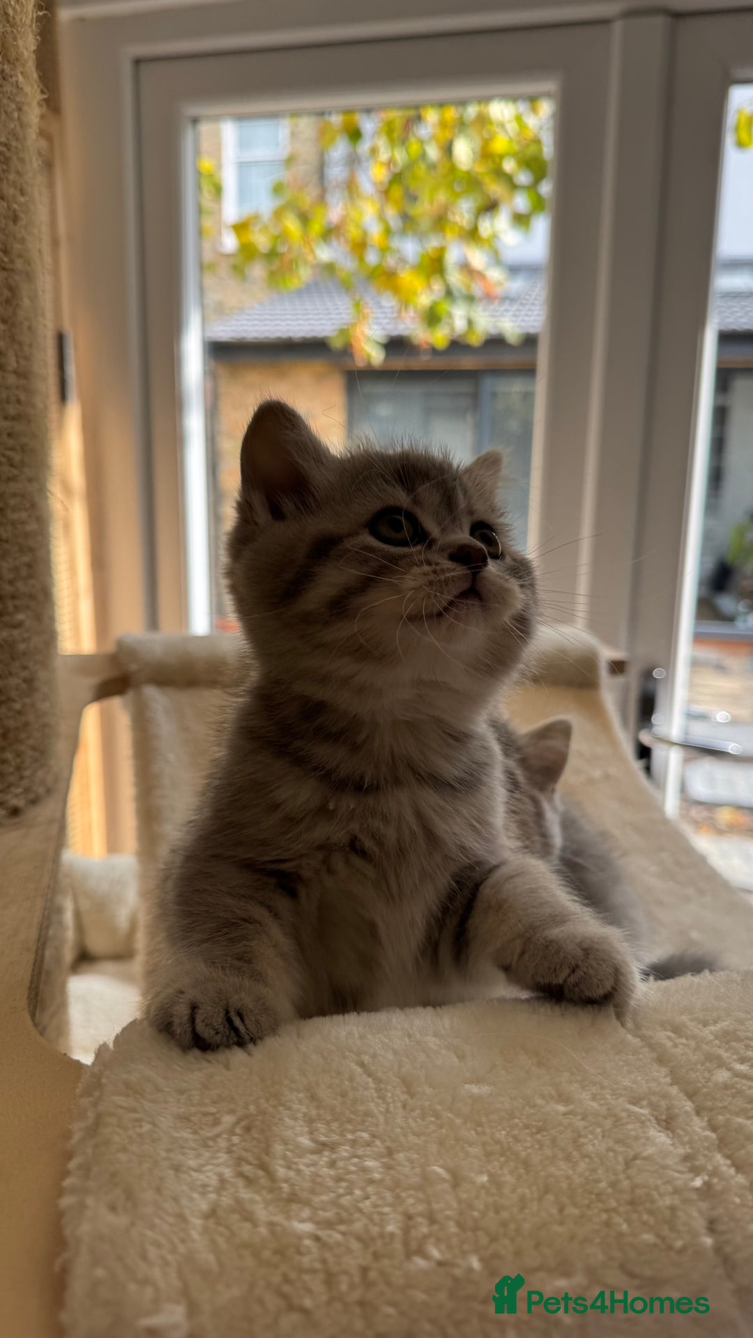 Scottish Fold cats for sale: Pedigree Scottish fold and straight kittens - Image 17
