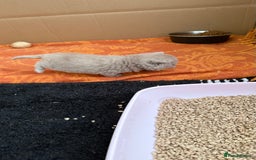 British Shorthair cats for sale: Liliac BSH two female  - Image 4