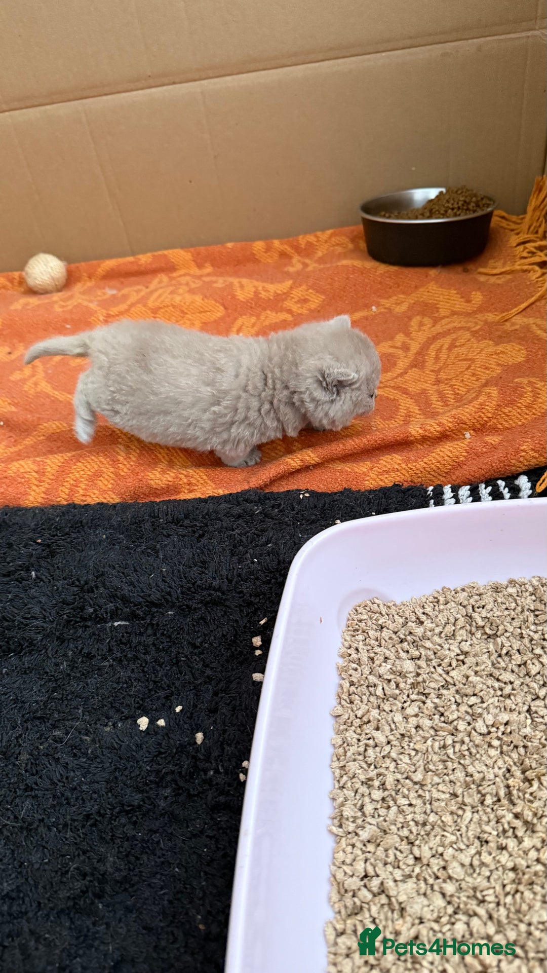 British Shorthair cats for sale: Liliac BSH two female  - Image 4