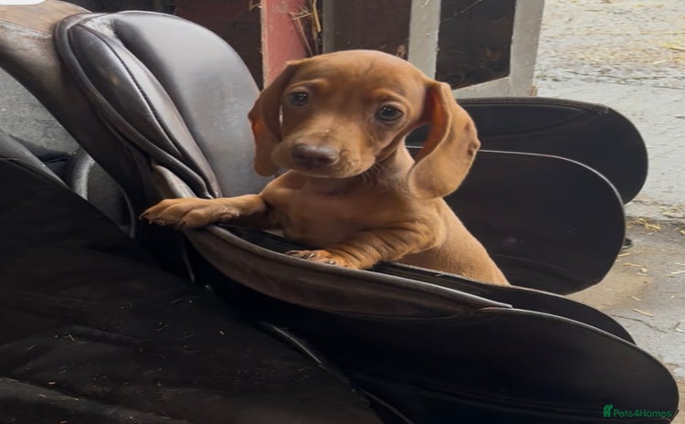 Miniature Dachshund dogs - Advert 3