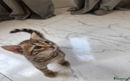 Bengal cats for sale: Bengal Kittens Ready2Go (Mother is TICA certified) in London - Image 3