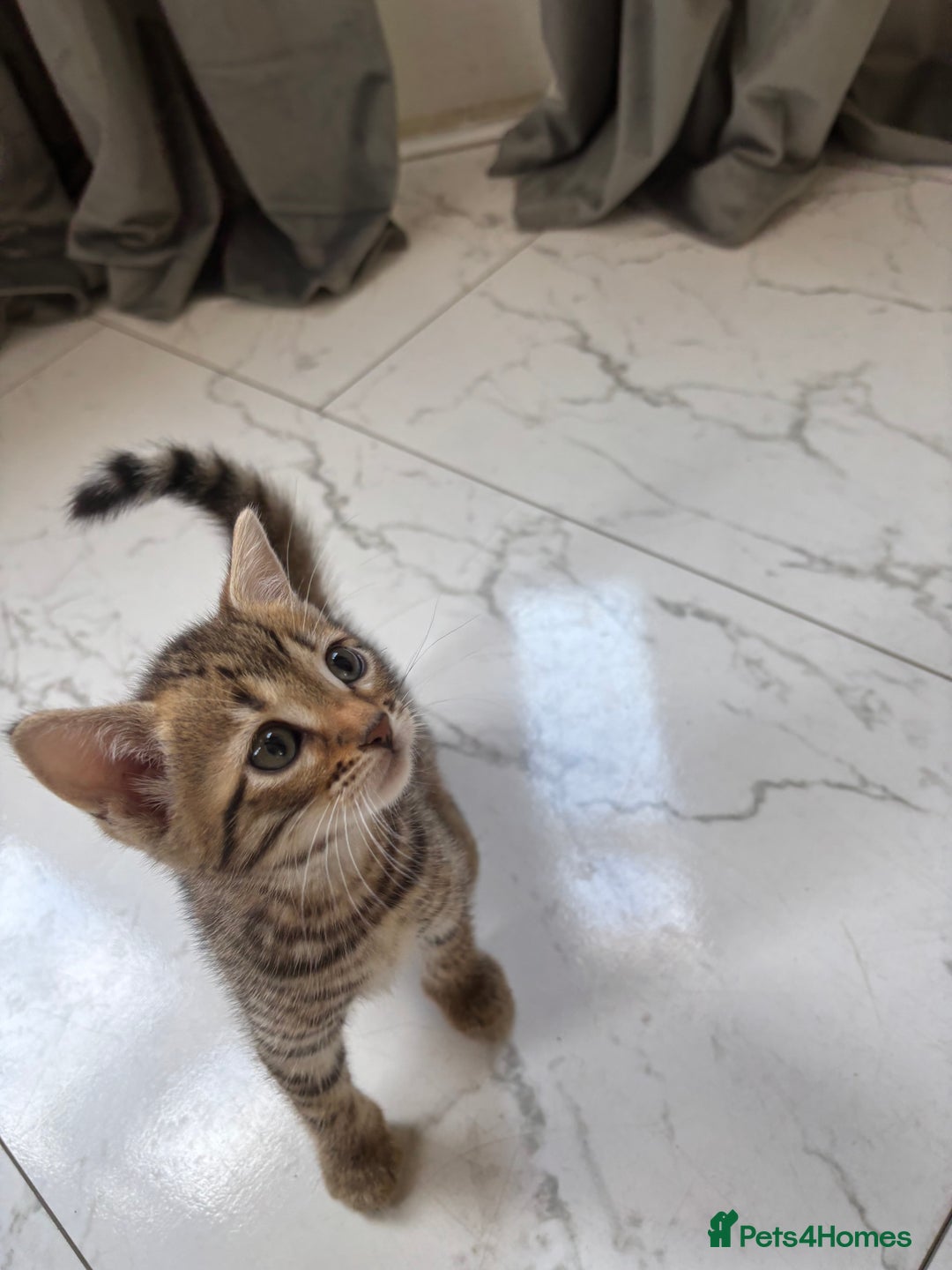 Bengal cats for sale: Bengal Kittens Ready2Go (Mother is TICA certified) in London - Image 3
