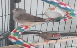 Finches birds for sale: 2 baby zebra finches - Image 2