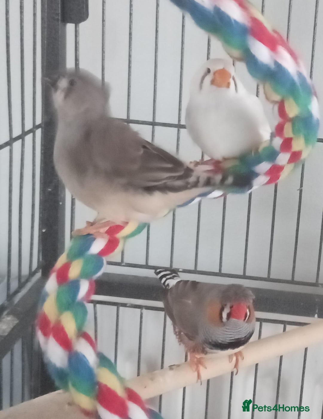 Finches birds for sale: 2 baby zebra finches - Image 2
