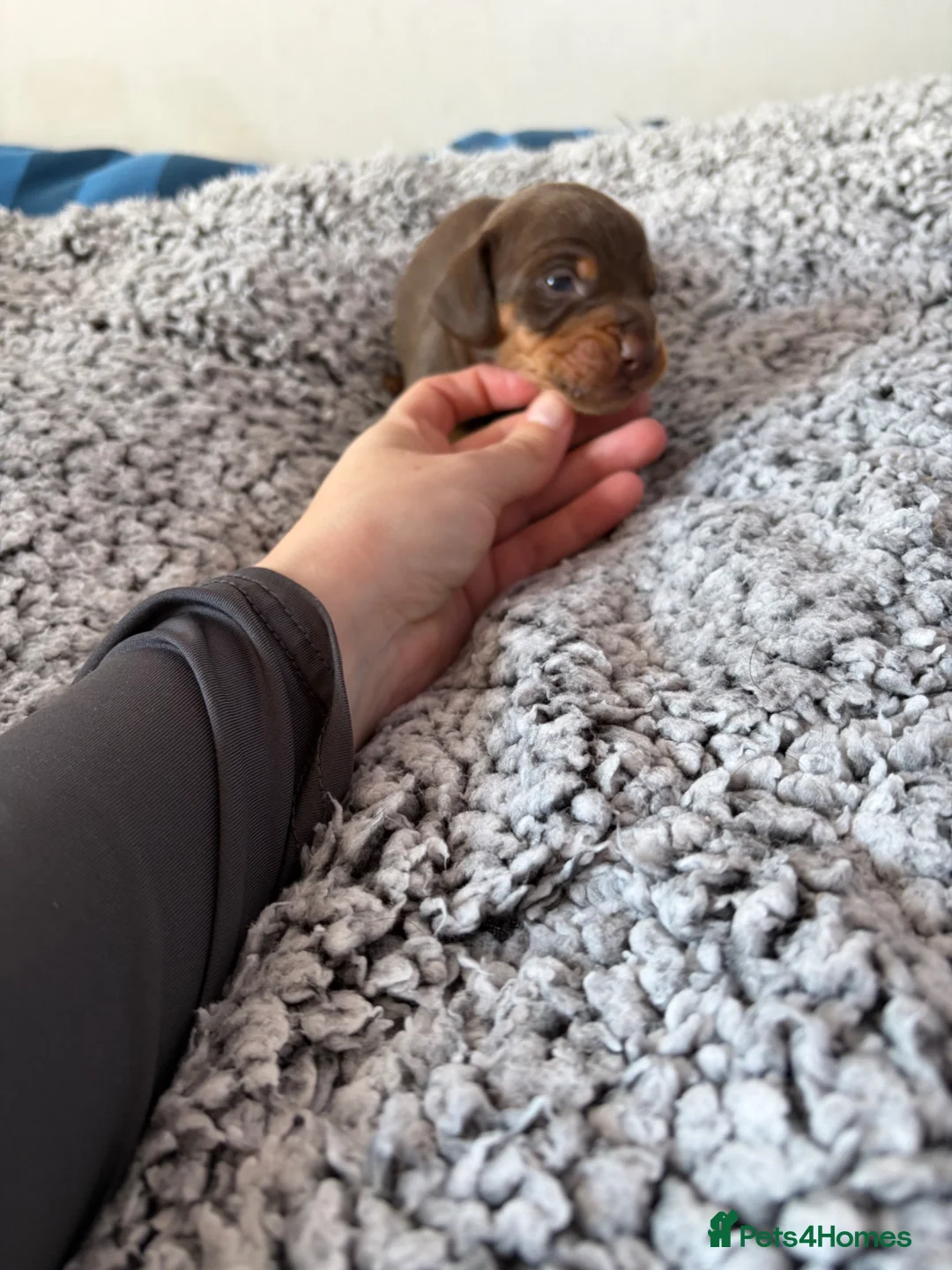 Miniature Dachshund dogs for sale: Kc reg True to type minture dachshunds  - Advert 7