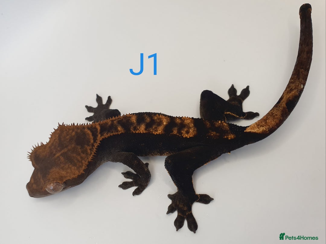 Gecko reptiles for sale: Juvenile Crested Geckos - Image 26