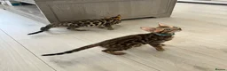 Bengal cats for sale: Stunning full pedigree registered bengal kittens  - Advert 32