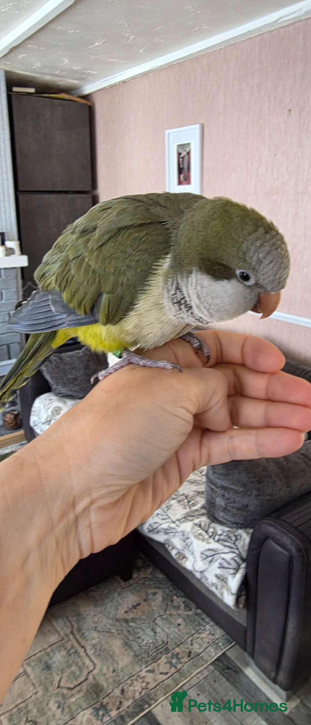 Parakeets birds for sale: Green quaker looking for forever home - Advert 2