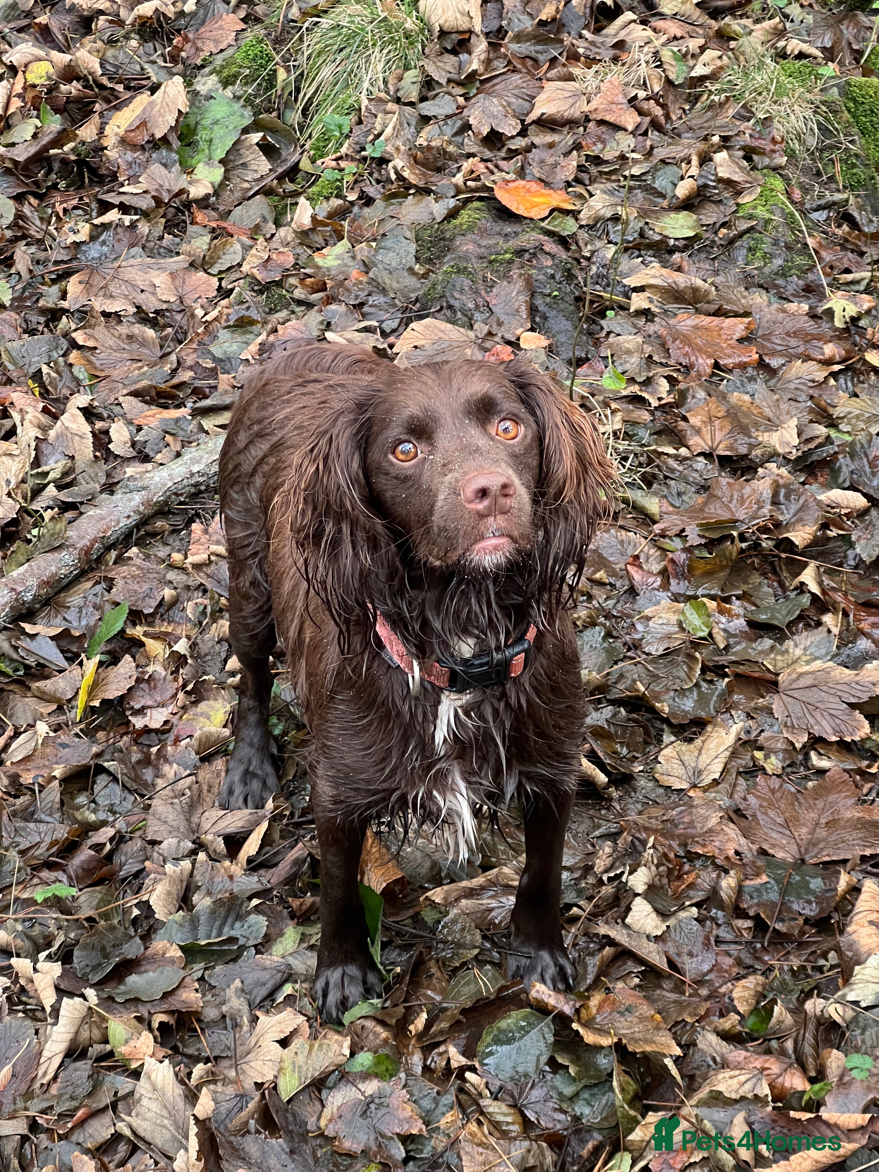 Mixed Breed dogs 5 BEAUTIFUL SPRINGER/SPROCKER PUPPIES FO SALE  - Advert 16