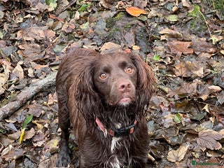 Mixed Breed dogs 5 BEAUTIFUL SPRINGER/SPROCKER PUPPIES FO SALE - Advert 11