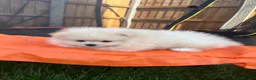 Pomeranian dogs for sale: Small Beautiful Pomeranian Boy  - Advert 28