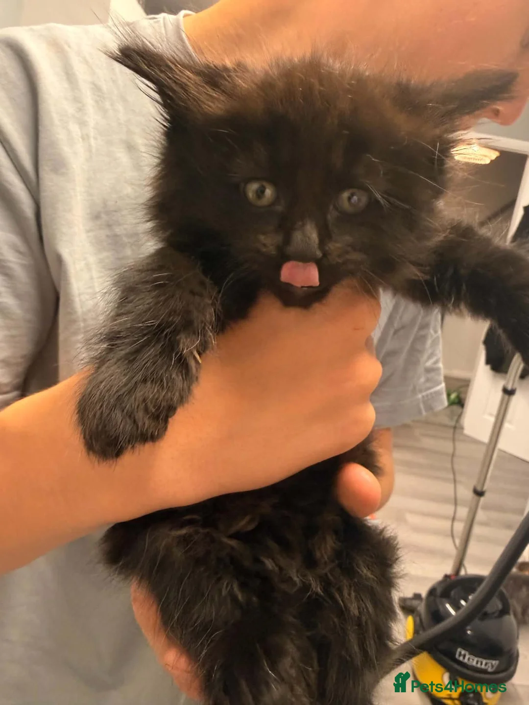 Mixed Breed cats for sale: 3/4 Maine coon kittens  - Advert 1