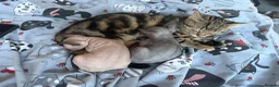 Sphynx cats for sale: New Sphynx Litter Available Now! - Advert 17