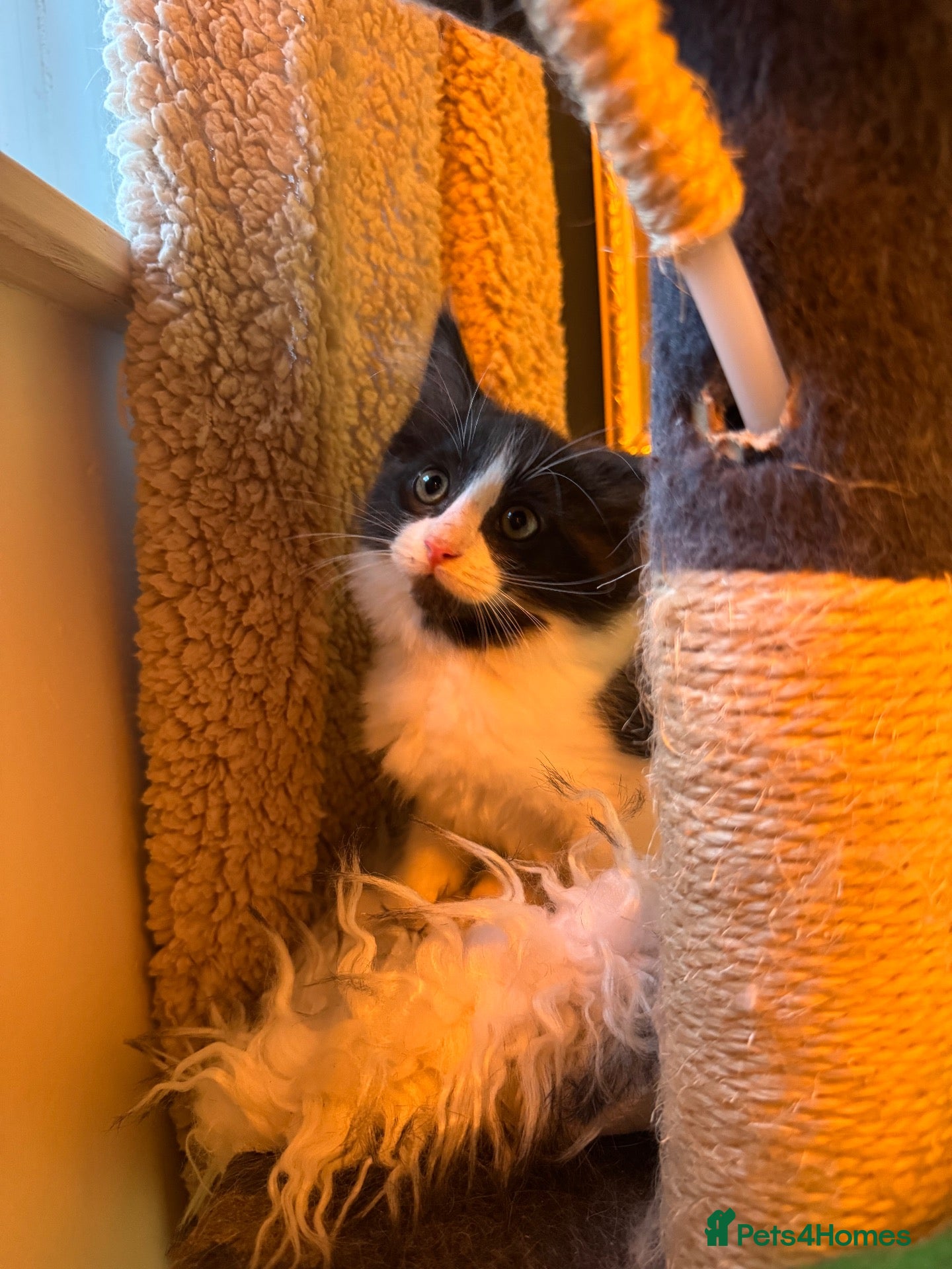 Ragcoon cats 🐾Four Beautiful Radoll/Maincoon Kittens🐾 - Advert 4
