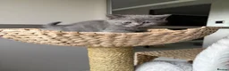 Scottish Fold cats for sale: 7 Beautifully Scottish Fold/Straight kittens - Advert 2