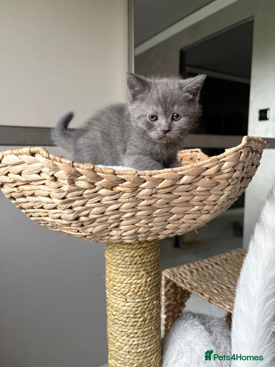 Scottish Fold cats for sale: 7 Beautifully Scottish Fold/Straight kittens - Advert 2