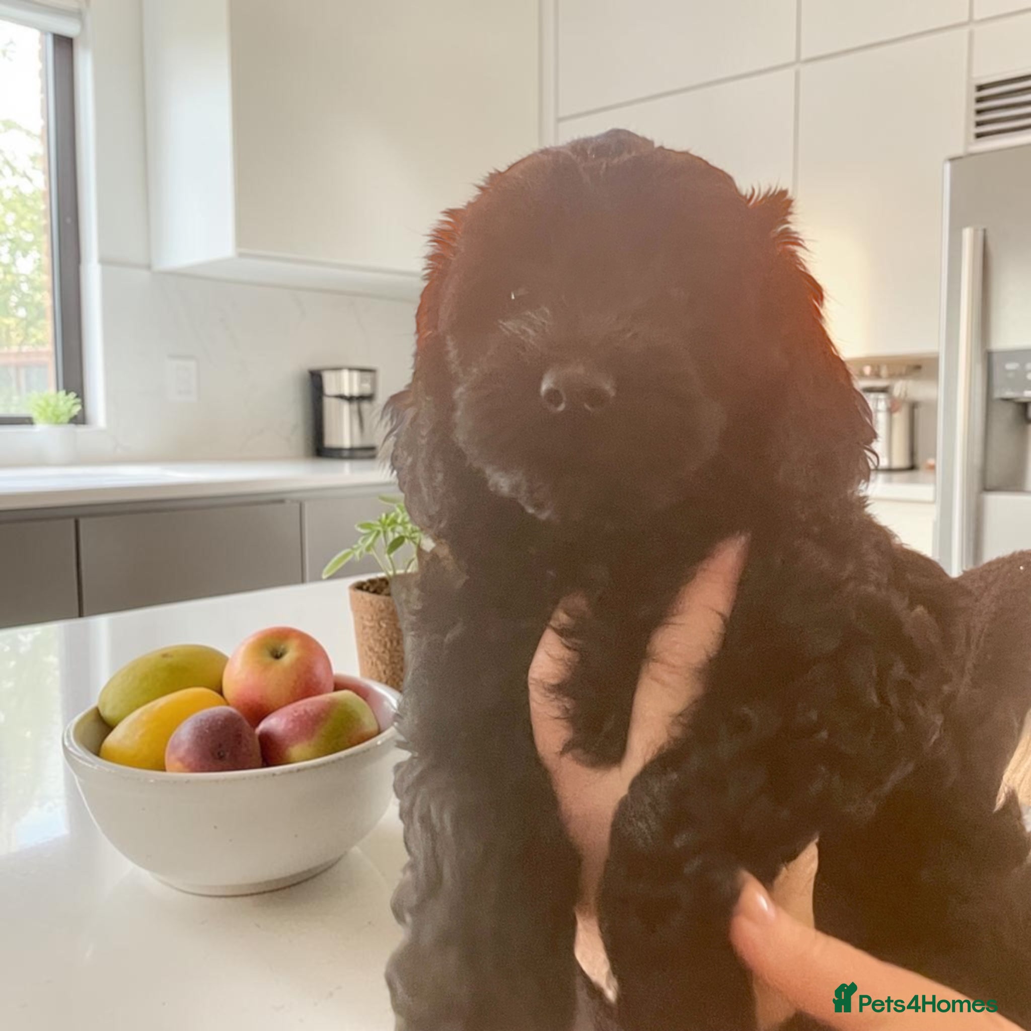 Cockapoo dogs Cockapoo male puppies  - Advert 2