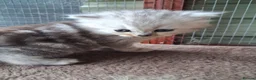 Mixed Breed cats for sale: 2 Beautiful British long hair cross kittens  - Advert 5