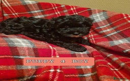 Shihpoo dogs for sale: 6 Georgeous Shipoo Teddy pups - Image 6