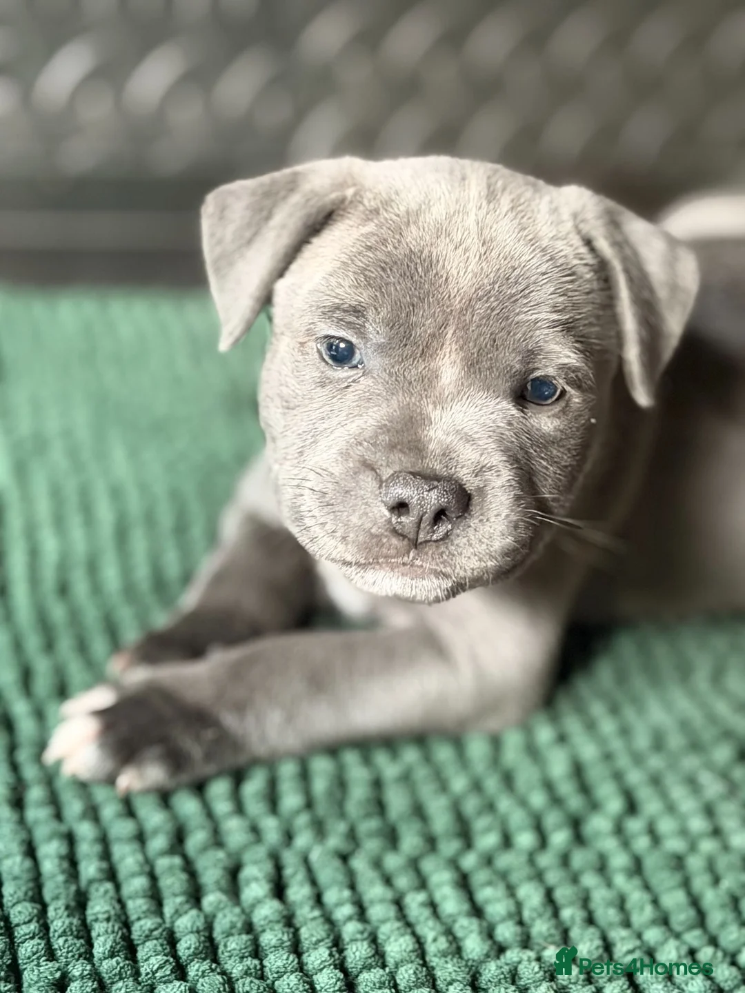 Staffordshire Bull Terrier dogs for sale: KC Registered Blue & Lilac Staffy Puppies 🐾 - Advert 2