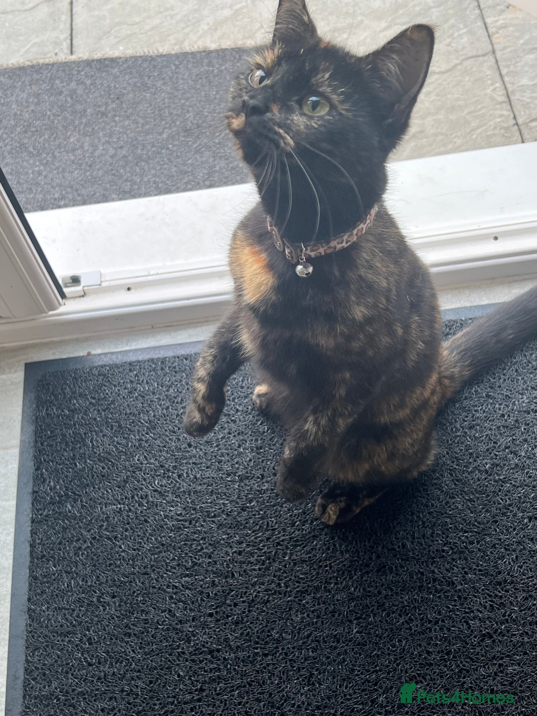 Mixed Breed cats for sale: Litter of 5 kittens - Advert 1