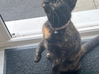 Mixed Breed cats Litter of 5 kittens - Advert 2