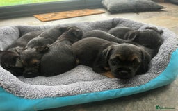Border Terrier dogs for sale: Beautiful Border Terrier puppies  - Image 2