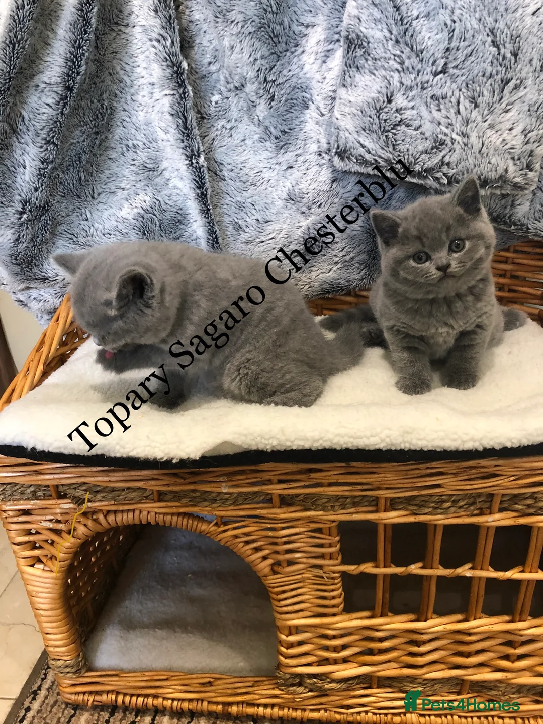 British Shorthair cats for stud: Proven Stud/Blood B/Choc carrier TICA/GCCF REG in Dartford - Advert 16