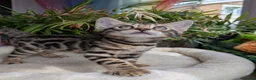 Bengal cats for sale: Bengal kittens in Essex TICA registered purebred  in Colchester - Advert 4
