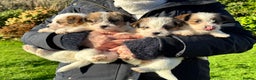 Jack Russell dogs for sale: KC registered rough coated JR pups - Advert 6