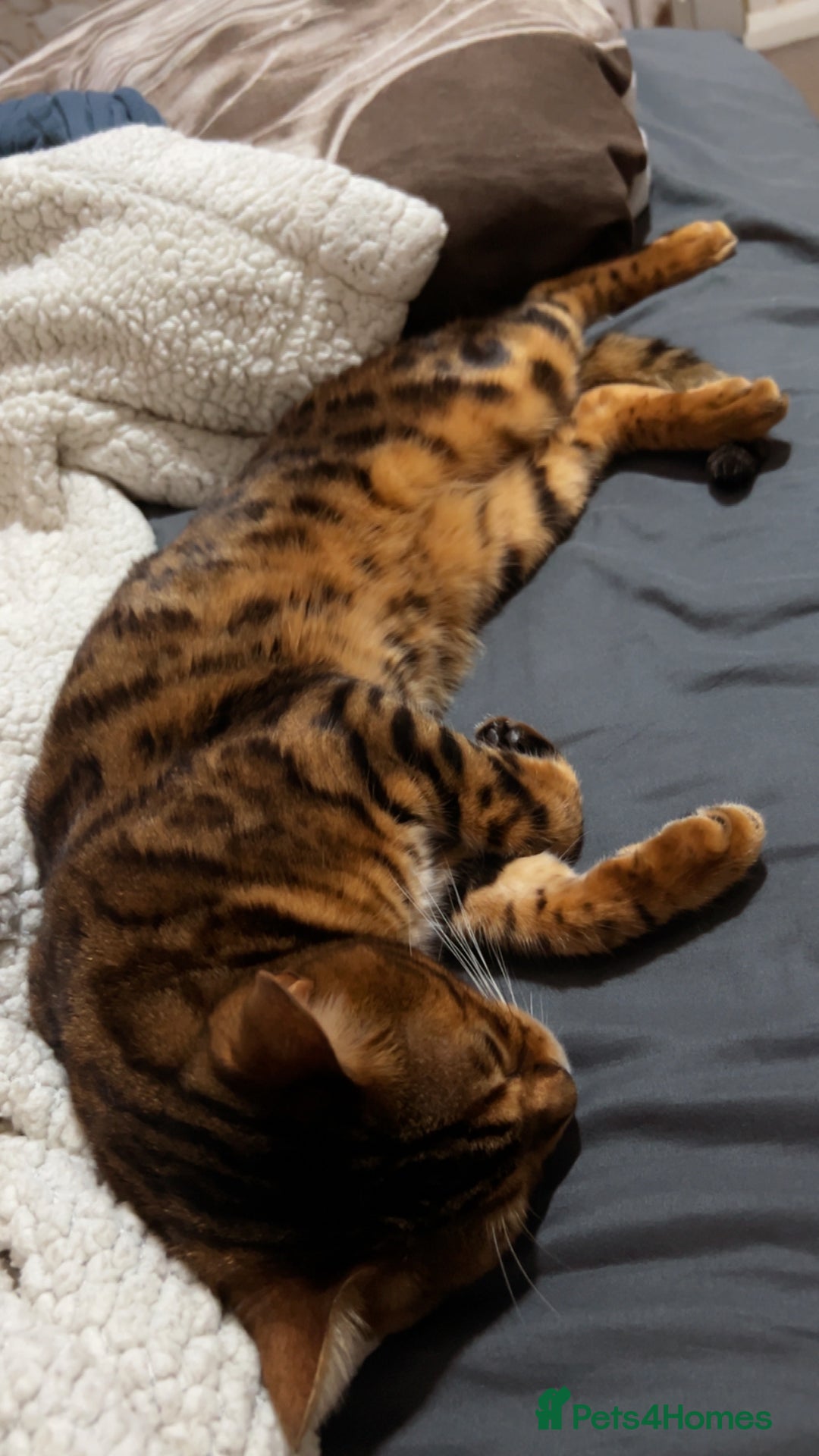 Bengal cats for sale: Stunning Male Bengal in Wakefield - Image 3