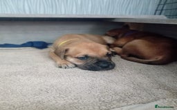 Mixed Breed dogs for sale: Bullmastiff X Puppies - Image 17