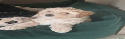Cavapoo dogs for sale: Gorgeous cavapoo - only a 1 left - Advert 10