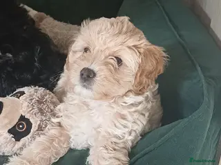 Cavapoo dogs Gorgeous cavapoo multicolours - Advert 1