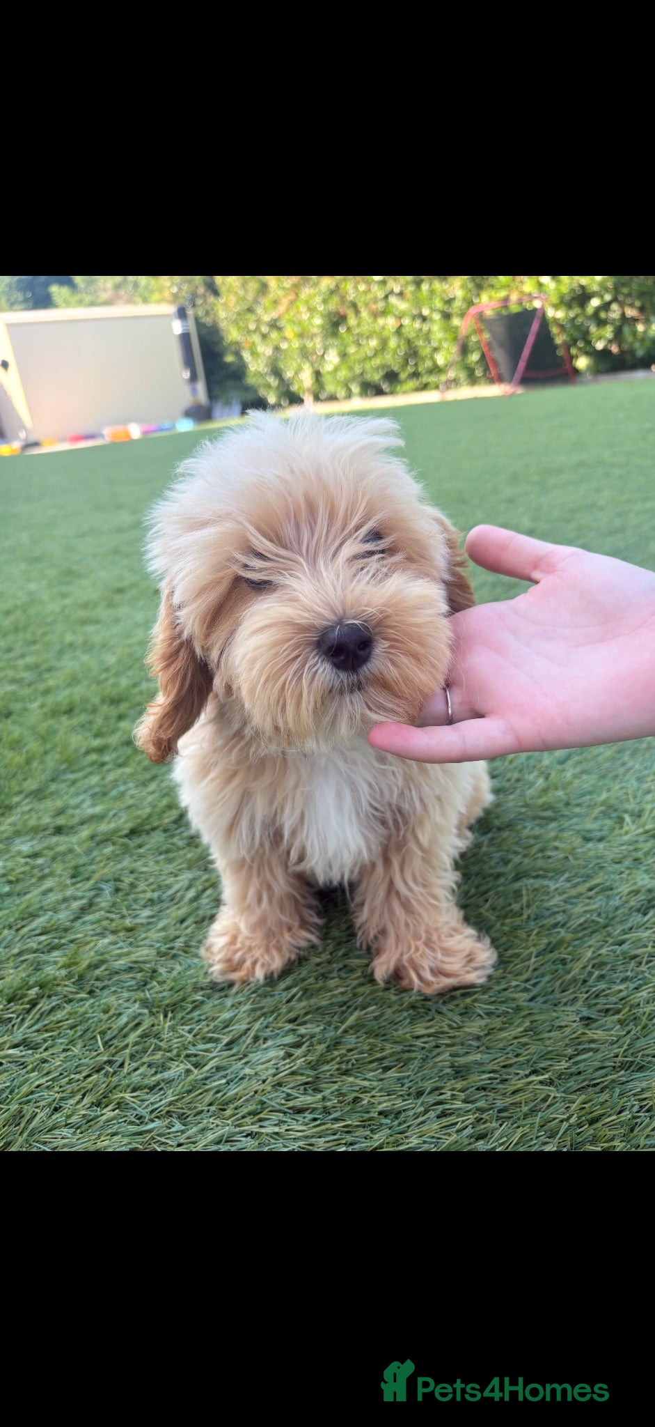 Poochon dogs Beautiful Boy Poochon Puppy 🐶❤️ - Advert 2