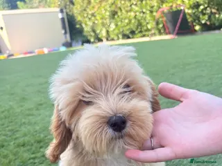 Poochon dogs Beautiful Boy Poochon Puppy 🐶❤️ - Advert 2