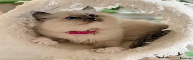Ragdoll Kitten 10