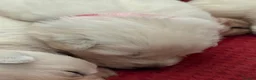 German Shepherd dogs for sale: Stunning ICE white KC long haired GSD pups  - Advert 33