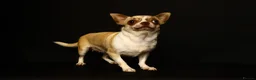 Chihuahua dogs for sale: Chihuahua girls, apple heads and short faces  - Advert 10