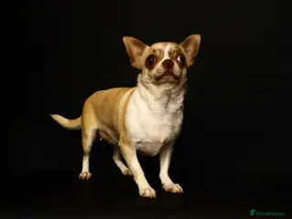 Chihuahua dogs Chihuahua girls, apple heads and short faces - Advert 1