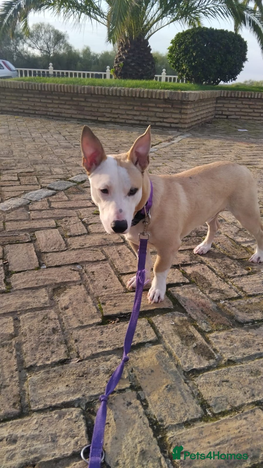 Mixed Breed dogs for adoption: 🚨Owners Killed in Car Accident  in Hengoed - Image 3