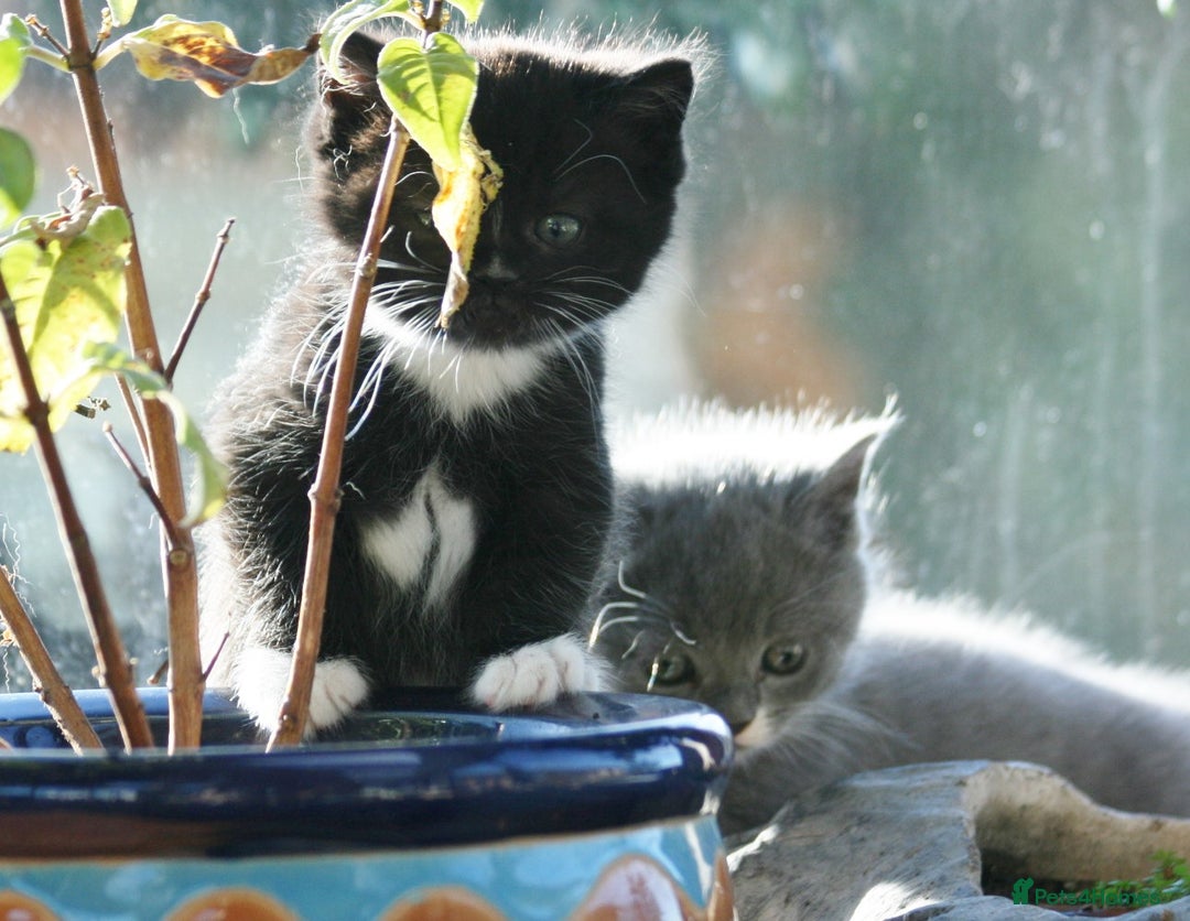 Exotic cats for sale: Exotic cross kittens - Advert 3