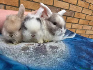 Mini Lop rabbits Adorable mini lops - Advert 1